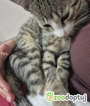 Do adopcji Cieszyn