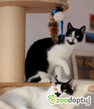 Do adopcji Poznań