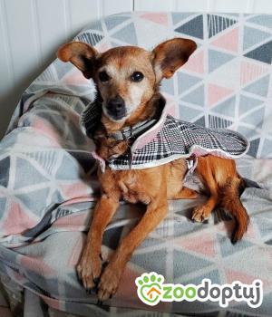Do adopcji Mielec