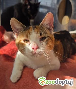 Do adopcji Cieszyn