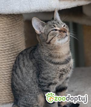 Do adopcji Zgierz
