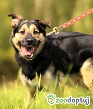 Do adopcji Łódź