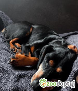 Do adopcji Wołomin