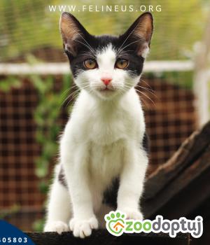 Do adopcji Rzeszów