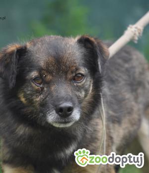 Do adopcji Nowy Dwór Mazowiecki