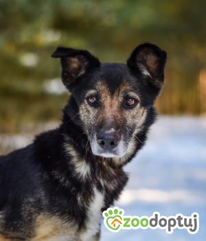 Do adopcji Białobrzegi