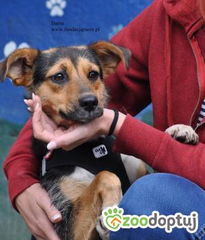 Do adopcji Nowy Dwór Mazowiecki