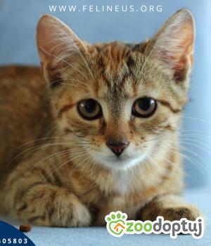 Do adopcji Rzeszów