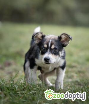 Do adopcji Rzeszów