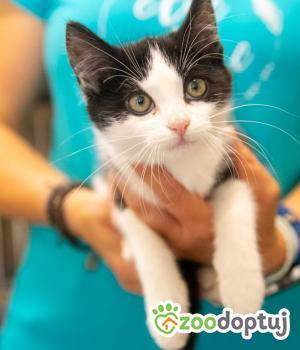 Do adopcji Poznań