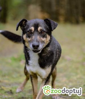 Do adopcji Białobrzegi