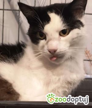 Do adopcji Gdańsk
