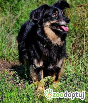 Do adopcji Głogów