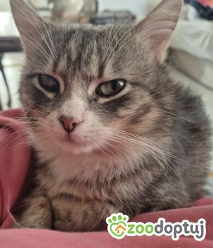 Do adopcji Międzyrzecz