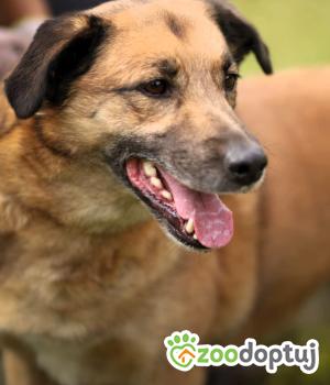 Do adopcji Łódź