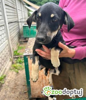 Do adopcji Zgierz