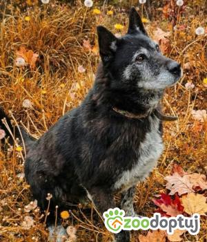 Do adopcji Zgierz