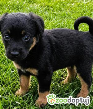 Do adopcji Kłobuck