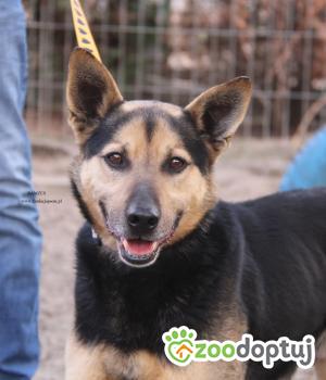 Do adopcji Nowy Dwór Mazowiecki