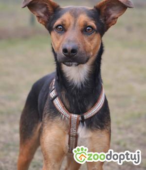 Do adopcji Głogów