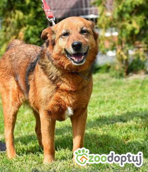 Do adopcji Mielec