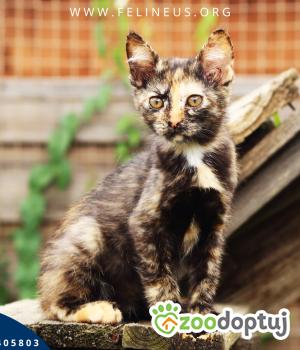 Do adopcji Rzeszów