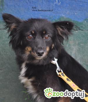 Do adopcji Nowy Dwór Mazowiecki
