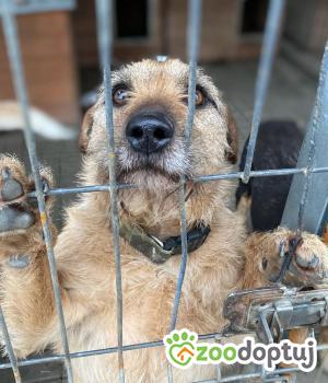 Do adopcji Warszawa