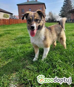 Do adopcji Kraków