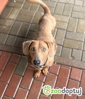 Do adopcji Warszawa