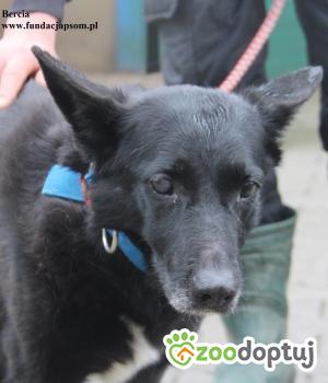 Do adopcji Nowy Dwór Mazowiecki