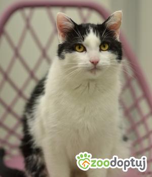 Do adopcji Mielec