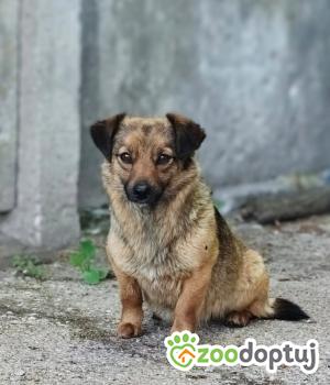 Do adopcji Zgierz