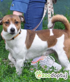 Do adopcji Nowy Dwór Mazowiecki