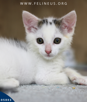 Do adopcji Rzeszów