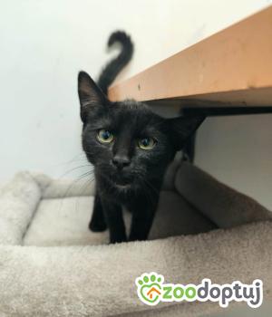 Do adopcji Głogów