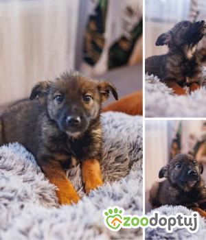 Do adopcji Rawa Mazowiecka