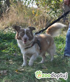 Do adopcji Nowy Dwór Mazowiecki