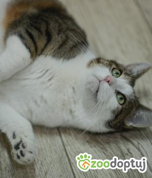 Do adopcji Mielec