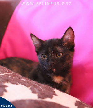 Do adopcji Rzeszów