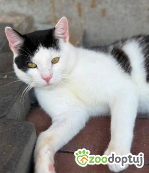 Do adopcji Warszawa