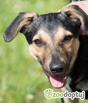 Do adopcji Gdańsk
