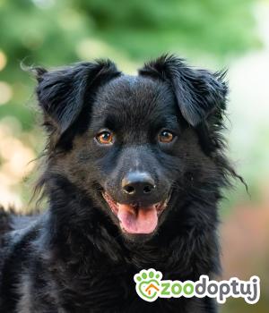 Do adopcji Warszawa
