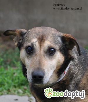 Do adopcji Nowy Dwór Mazowiecki