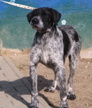 Do adopcji Nowy Dwór Mazowiecki