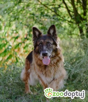 Do adopcji Radom