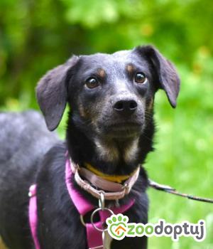 Do adopcji Warszawa