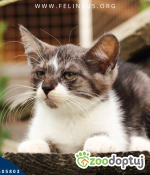 Do adopcji Rzeszów