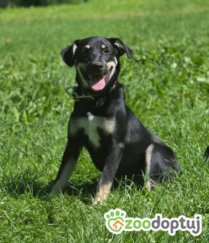 Do adopcji Zgierz