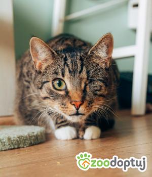 Do adopcji Wałbrzych